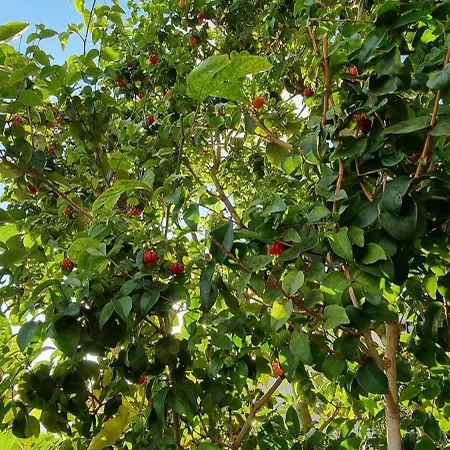 Palace Fernandes With Jacuzzi * Calheta (Madeira)