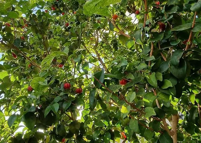 Palace Fernandes With Jacuzzi * Calheta (Madeira)