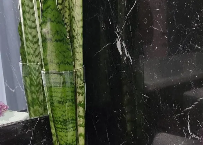 Palace Fernandes With Jacuzzi